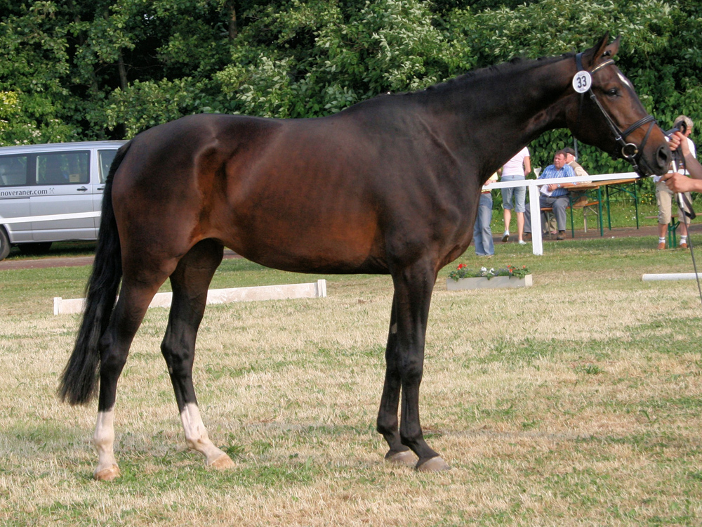 broodmare Emmy Jo PJ