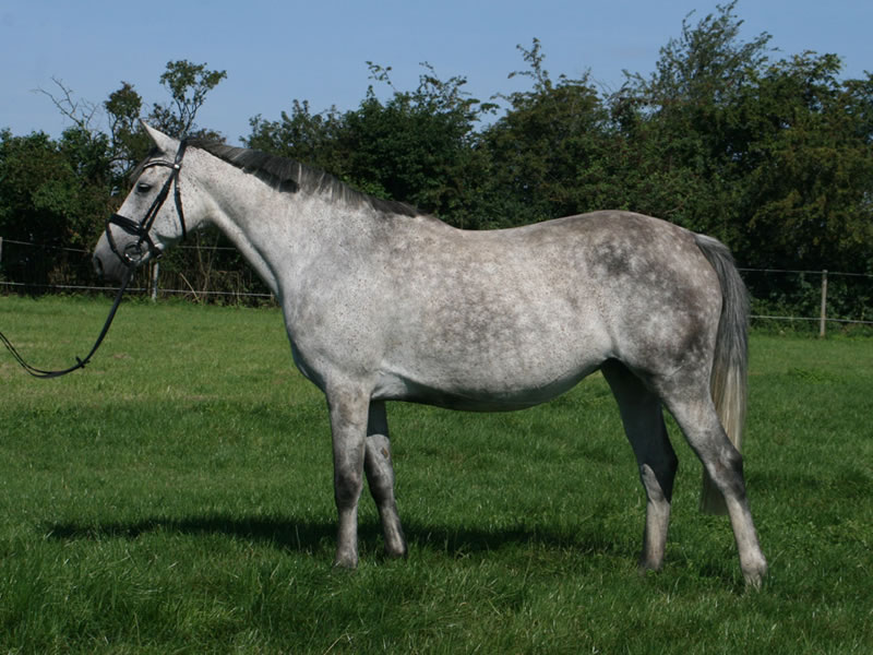 breeding mare Quintana