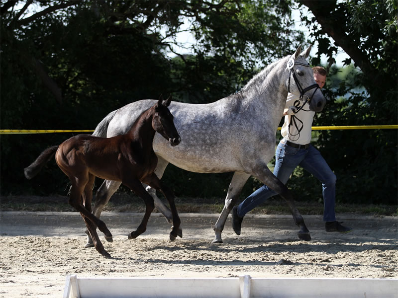 Broodmare Quintana with Havanna PJ by Hickstead White