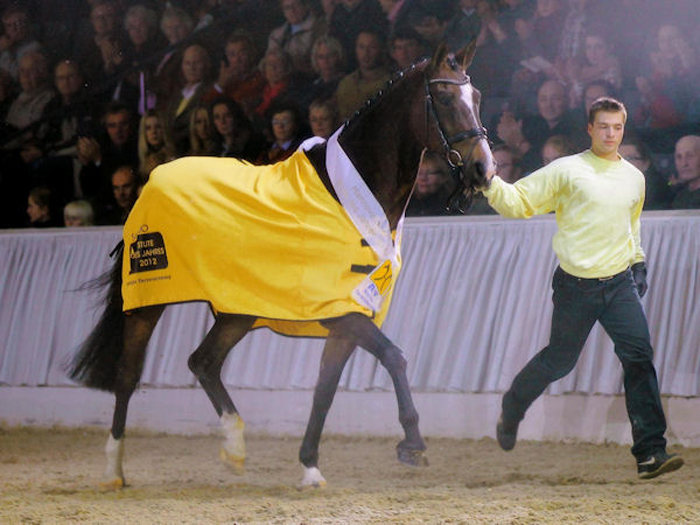 Grand dam of Cornetta Crisp PJ: Hanoverian mare of the 2012 Sammy Jo by Silvio I